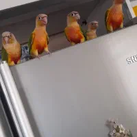 گرینچیک طوطی