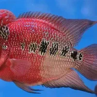 فروش انواع ماهی تزیینی