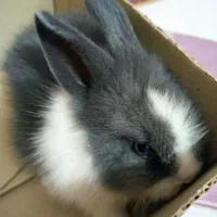 فروش خرگوش|موش و خرگوش|کرمان, |دیوار