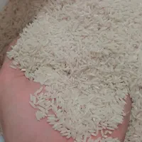 برنج دم سیاه کلات نادر