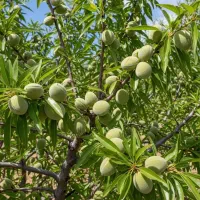 فروش نهال عمده و خرده