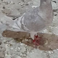 پرنده|پرنده|جم, |دیوار