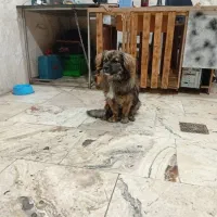 سگ پیکینیز|سگ|رشت, چله خانه|دیوار