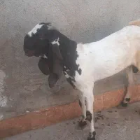 نر پنج اب جوان