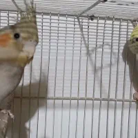 دوعدد عروس هلندی ماده ۱۳۰۰