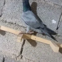 کبوتر سبز بی خط