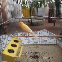 قناری ماده|پرنده|بیرجند, |دیوار