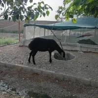 ۶ راس بره
