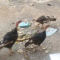 بوقلمون ۴ ماهه