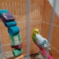 مرغ  عشق|پرنده|مشهد, حسین‌آباد|دیوار