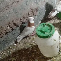 کفتر یا کبوتر