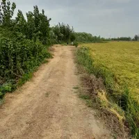 فروش برنج هاشمی اعلاء  فریدونکنار کشت دوم