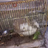 حیوانات|موش و خرگوش|ماهان, |دیوار