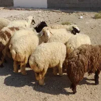 ۱۹ عدد بره چاق|حیوانات مزرعه|شوشتر, |دیوار