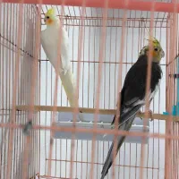 طوطی عروس هلندی مولد، برزیلی