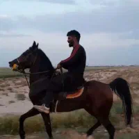 اسب نریان کهرسه نشان|اسب و تجهیزات اسب‌سواری|برخوار, |دیوار