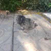 دوتا پا کوتا دارم  هر دو ماده|سگ|بم, |دیوار