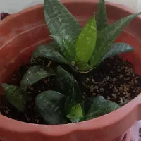 گل و گیاه طبیعی