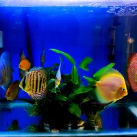 ۱۰ عدد دیسکس تاپ گرید با آکواریوم و لوازم پلنت