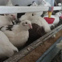 فروش بلدرچین و کلیه لوازم مزرعه کامل پرورش بلدرچین