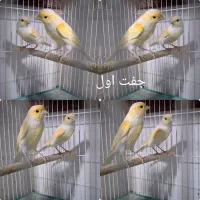 دوجفت  قناری  موزاییکی  زرد.  وماده  ابلغ اهویی