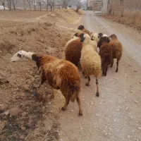 میش جوان شازند