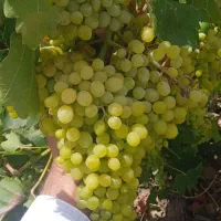 باغ-دار-شو-تاکستان