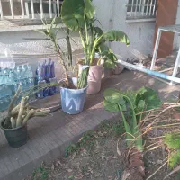 گل و گیاه