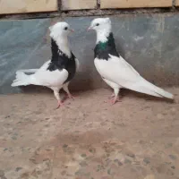 ۲جفت‌طوقی|پرنده|امیدیه, |دیوار