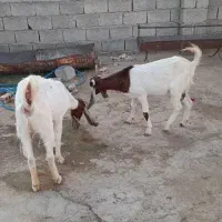 ۶ تا بز و یک کهره چبش|حیوانات مزرعه|داراب, |دیوار