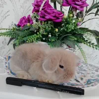 خرگوش مینی لوپ اصیل آپارتمانی