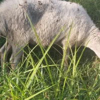 گوسفند میش آبستن داشتی جنس دار تاب افشار|حیوانات مزرعه|دابودشت, |دیوار