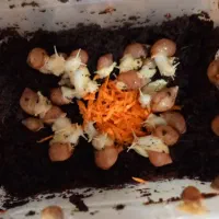 خاویار و جوجه حلزون آفریقایی|خزنده|کرج, خرمدشت|دیوار