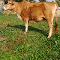 گاو ۷ماه شکم سرشاخ دار