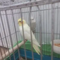 عروس هلندی مولد