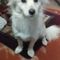 سگ پامر تربیعت شده بازی گوش