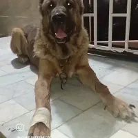 عقاب غول افغانی از معتبرترین نسل با استعلام