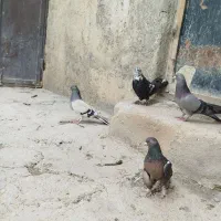 کبوتر ماده
