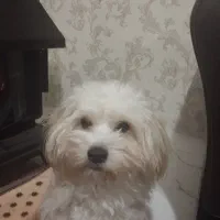 سگ شیتزو تریر