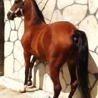 مادیان مادیون