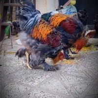 برهما وارداتی|حیوانات مزرعه|ایلام, |دیوار