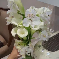فروش دسته گل طبیعی عروس شیپوری وارداتی|گل و گیاه طبیعی|تهران, مدائن|دیوار
