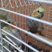 عروس هلندی|پرنده|کردکوی, |دیوار