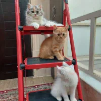 گربه بریتیش خونگی