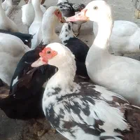 فروش