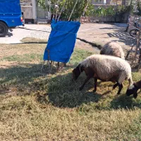 گوسفند ماده چهار بار زاییده