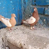 کله سرخ .سینه سرخ