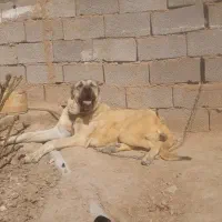 سرابی