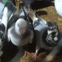 کفتر شامی مصری