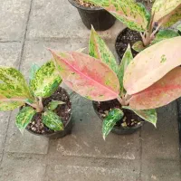 همه جور گل و گیاه مقاوم|گل و گیاه طبیعی|شیراز, شهرک مطهری|دیوار